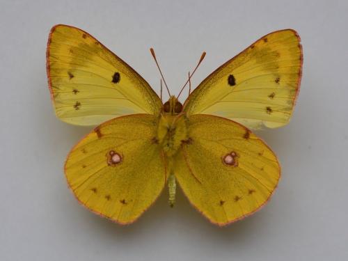 Colias alfacariensis